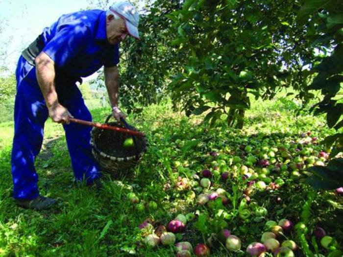 «Aurrekoa sagar urtea izateak eta negu ezak, aurten sagar oso gutxi egotea suposatu du»