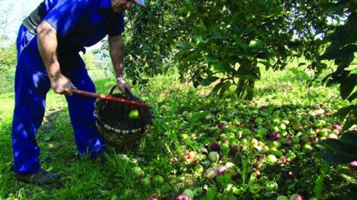 «Aurrekoa sagar urtea izateak eta negu ezak, aurten sagar oso gutxi egotea suposatu du»