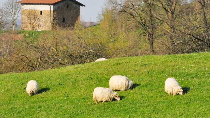Negu giroa  udaberri hasieran, zozomikoteak  badatoz