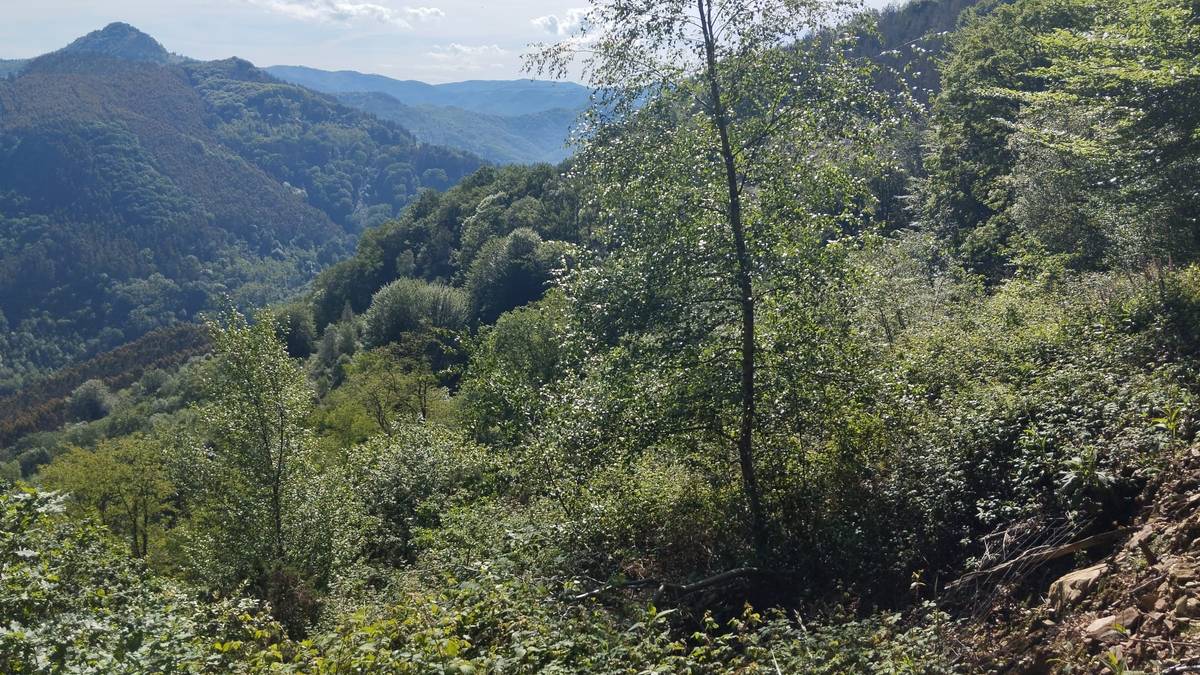 Ingurugiro Astea ospatzeko, Katamotzarrira irteera eta bertako basoa berreskuratzeari buruzko hitzaldia