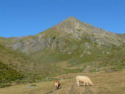 Pico Murcia, Palentziako hartzen bizileku ezezaguna