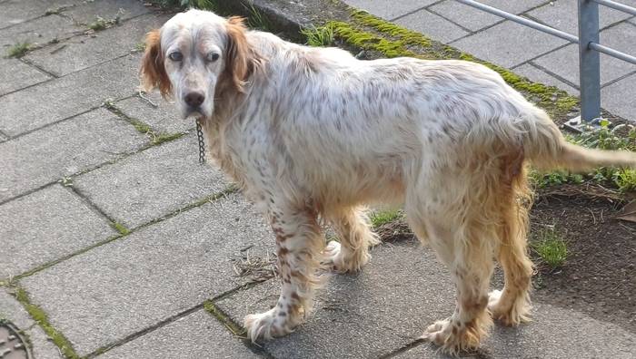 Lur izeneko txakurra galdu da Zikuñagan