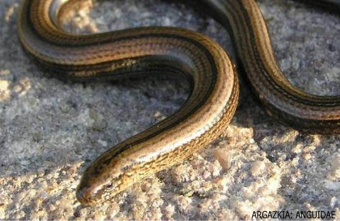 Ziraba: sube itsua?  Edo bista oneko suangilla?