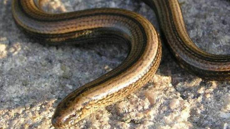 Ziraba: sube itsua?  Edo bista oneko suangilla?