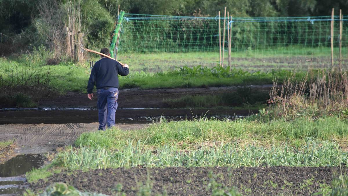 Baserritarrentzako ordezkapen zerbitzua martxan, Hernanin ere