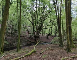 Herriko zuhaitz bereziak ezagutzeko zita, bihar