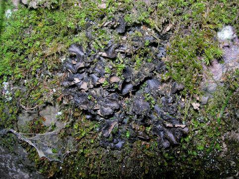 Liken berezi bat bilatu dute Urumean, 
Tertziario garaikoa: ‘Sticta Canariensis’
