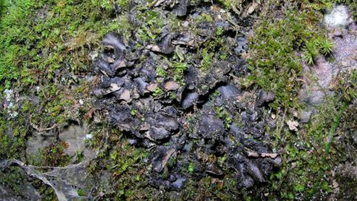 Liken berezi bat bilatu dute Urumean, 
Tertziario garaikoa: ‘Sticta Canariensis’