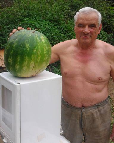 Ia 12 kiloko sandia, Antonio Solanoren baratzean