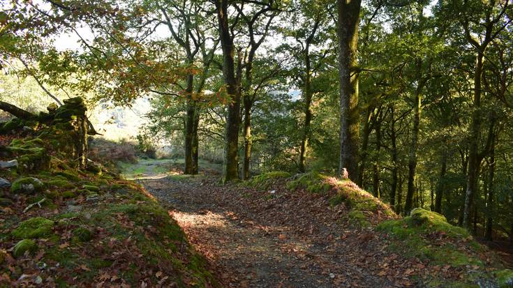 'Fiesta del árbol' hari buruzko hitzaldia, bihar