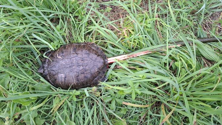 Dortoka bat hil dute Santa Barbarako lakuan, makil bat ipurditik sartuta