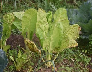 Baratze bat egiten ikasteko zortzi urrats