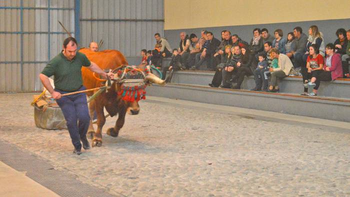 Festa Zamalbiden, igande honetan ere