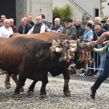 Lurraldia: San Isidro eguna