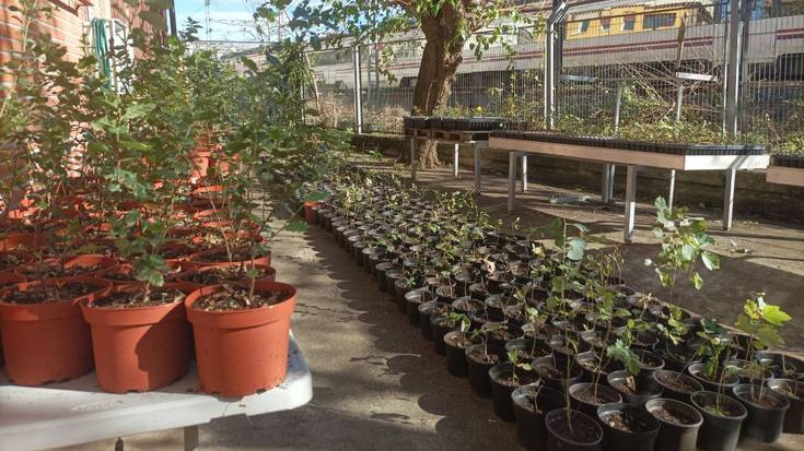 Haziak landatzeko auzolana, Iturolan