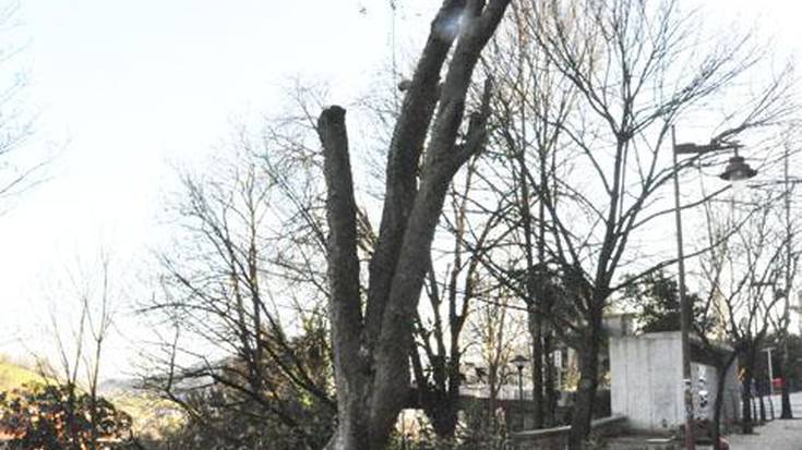 Ehun urteko magnoliari, agur