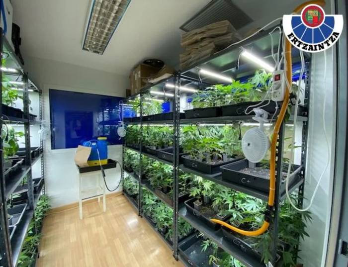 Drogaren aurkako operazioa Astigarragan eta Hernanin: bi atxilotu eta 5.000 marihuana-landare baino gehiago eta beste substantzia batzuk konfiskatu dituzte