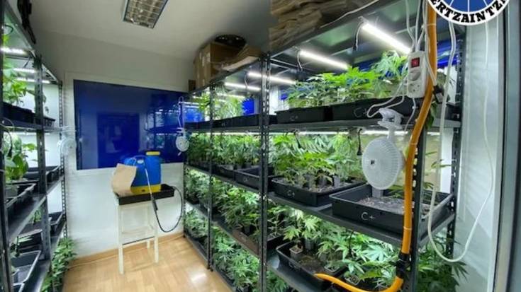 Drogaren aurkako operazioa Astigarragan eta Hernanin: bi atxilotu eta 5.000 marihuana-landare baino gehiago eta beste substantzia batzuk konfiskatu dituzte