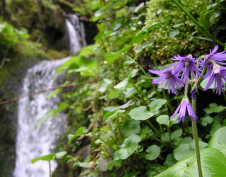 More koloreko iturburuak