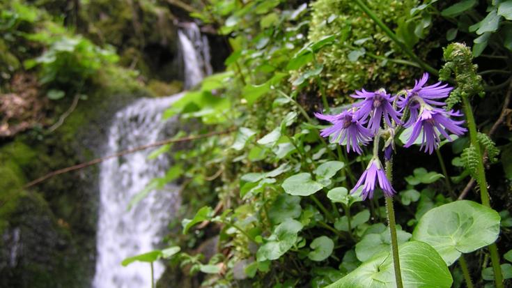 More koloreko iturburuak