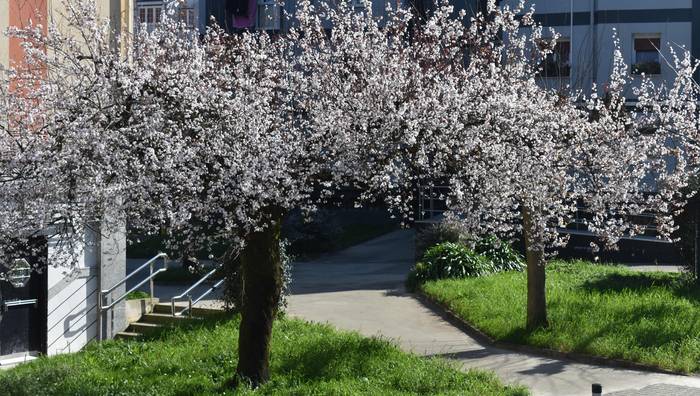 Giro epelarekin batera egin du agerraldia San Jose loreak, udaberriaren iragarle