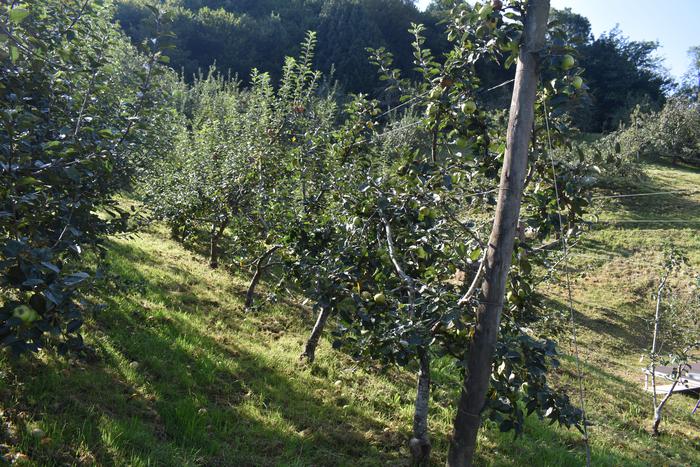 Sagardotarako sagarrondoen landaketetarako, dirulaguntzak