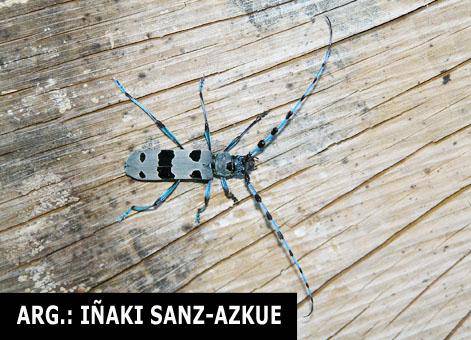 ‘Rosalia alpina’, pago enborretako 
zomorro ikusgarria, Agerre baserrian