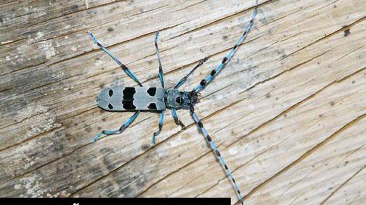 ‘Rosalia alpina’, pago enborretako 
zomorro ikusgarria, Agerre baserrian