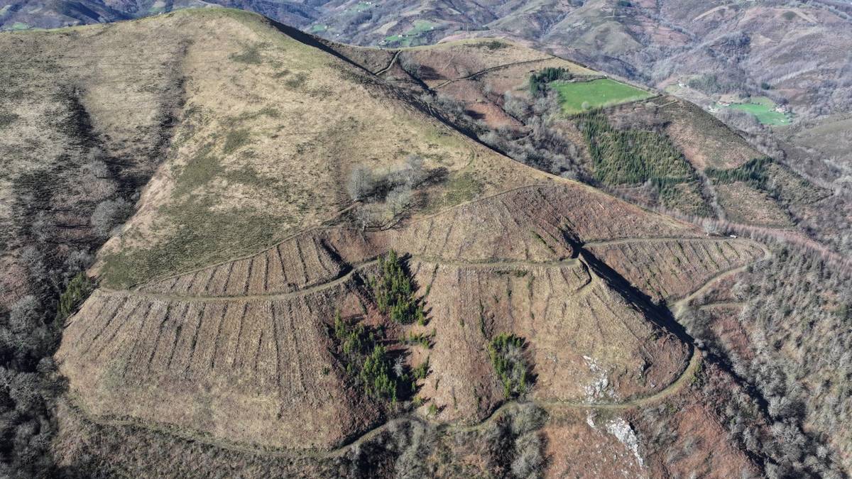 Udalak Txingurri birlandatu du, Rural Kutxarekin elkarlanean